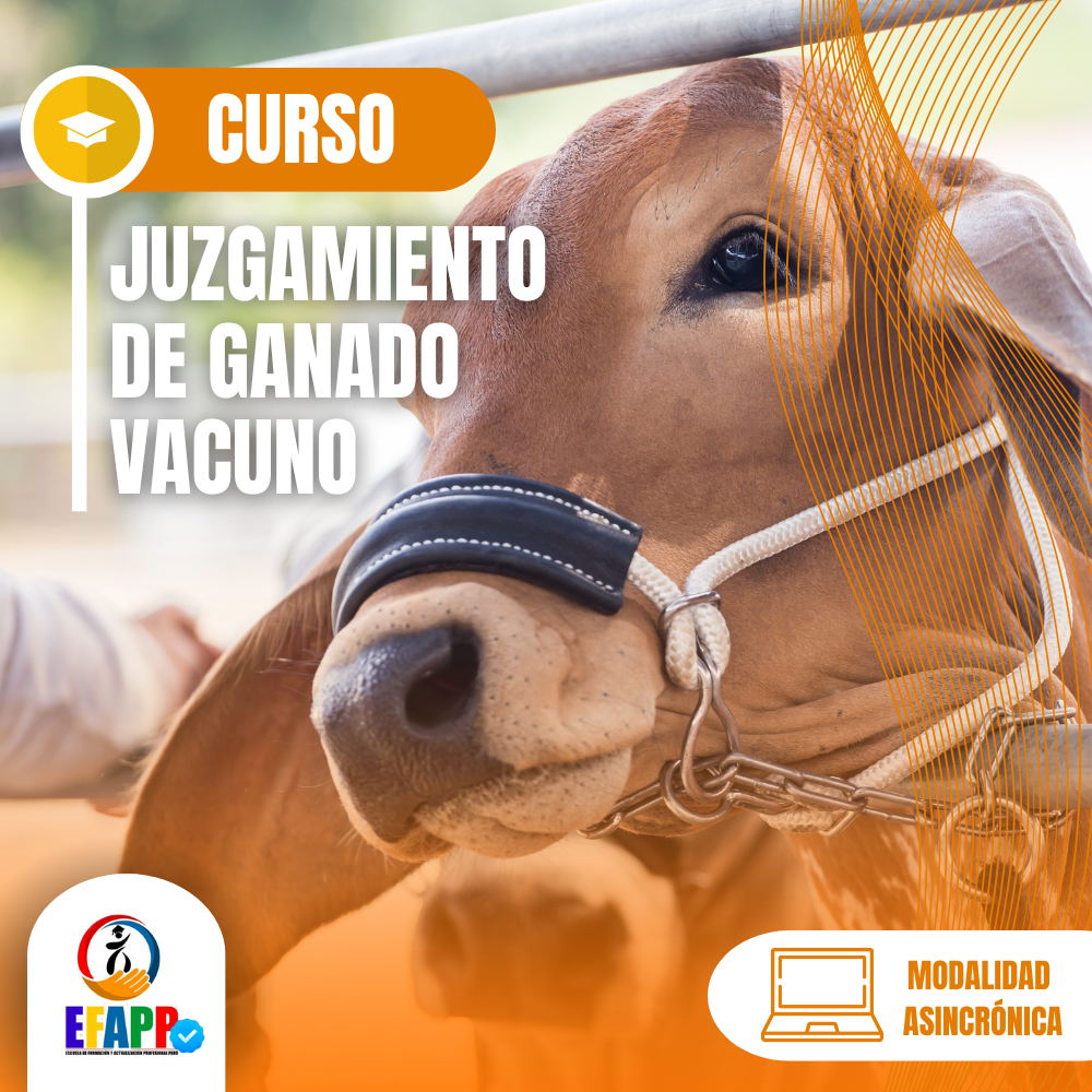 CURSO:JUZGAMIENTO DE GANADO VACUNO